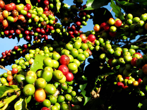 Coffee beans 1