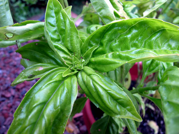 Cherry tomatoes basil