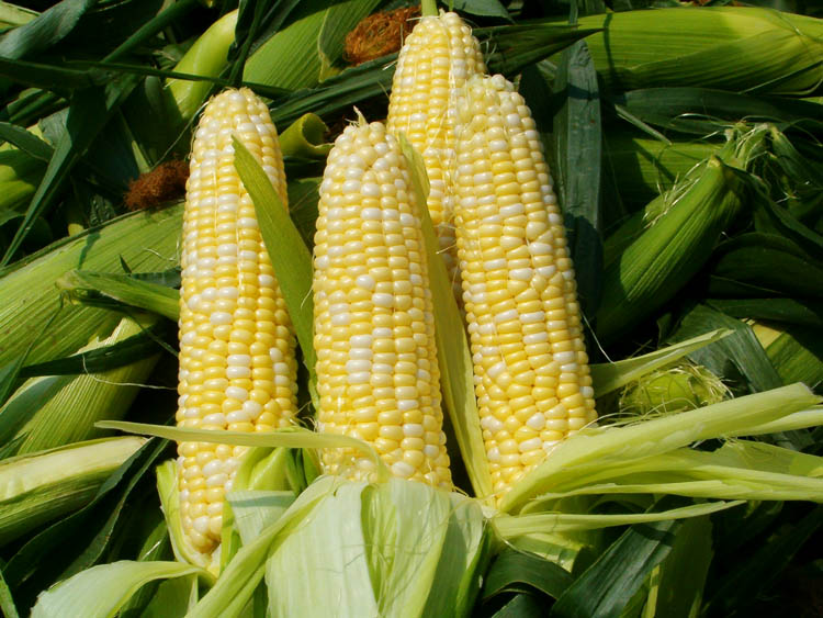 Corn on cob1