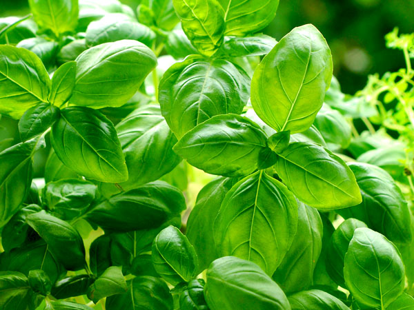 Basil1