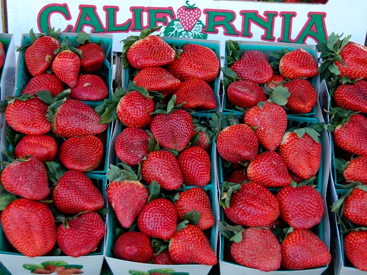 California strawberries4