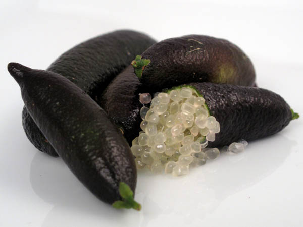 Caviar limes 3